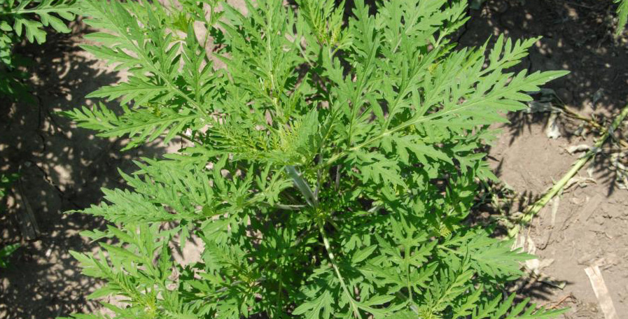 Ragweed plant growing in bare dirt.