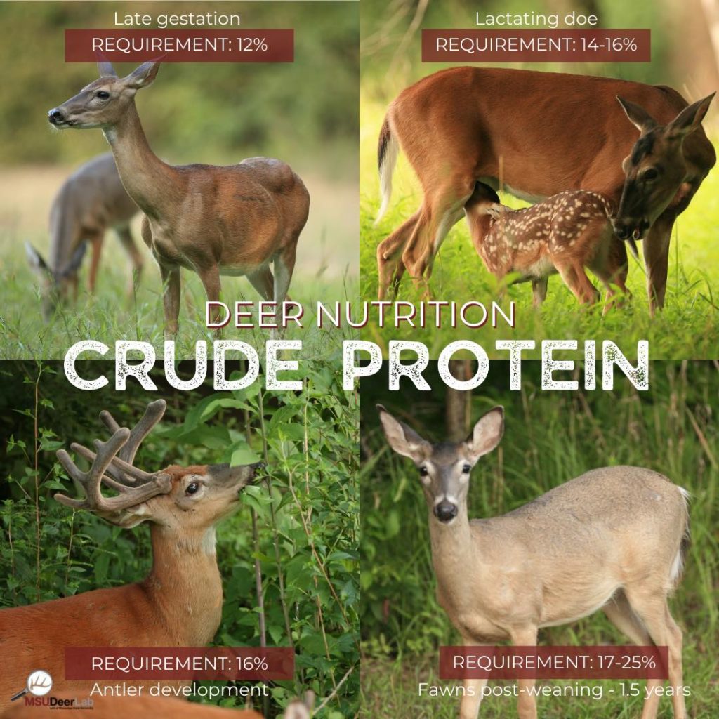 Infographic of deer eating various types of forage.