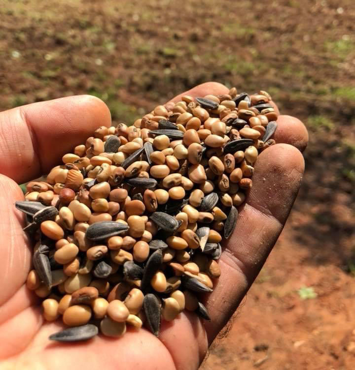 Bird seed used as illegal dove bait.