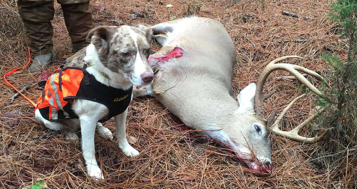 A dog next to a buck deer.