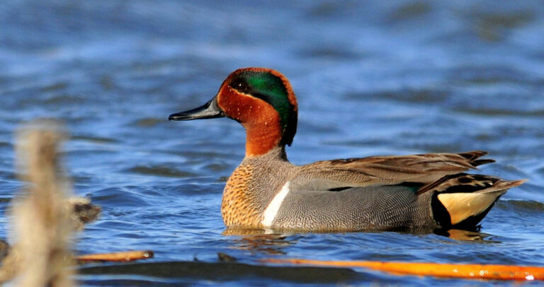 Green-winged teal floating on a pond.