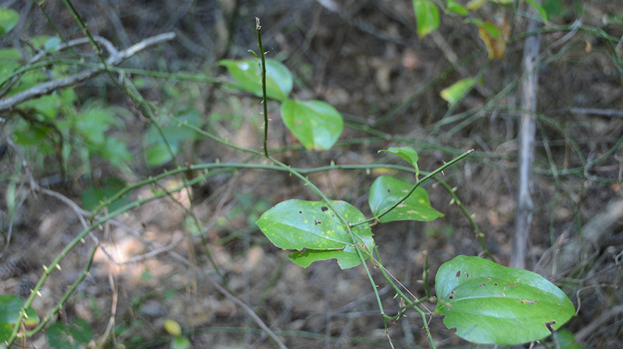 Greenbriar growing in the woods.