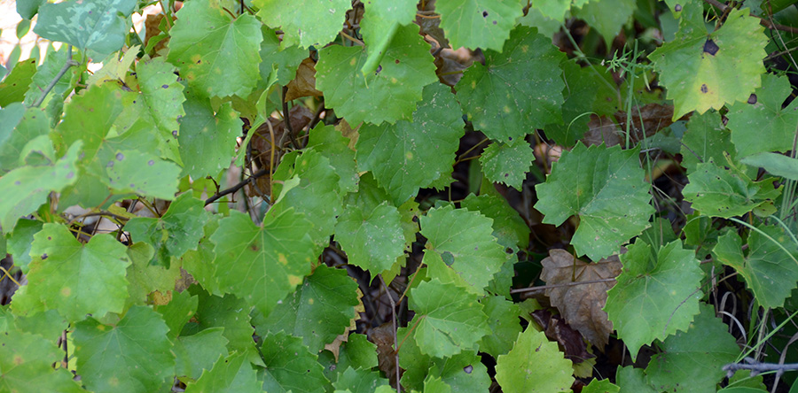 Muscadine leaves.