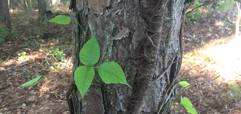 Poison ivy growing on the side of a tree.