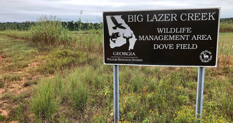 Big Lazer Creek WMA dove field sign.