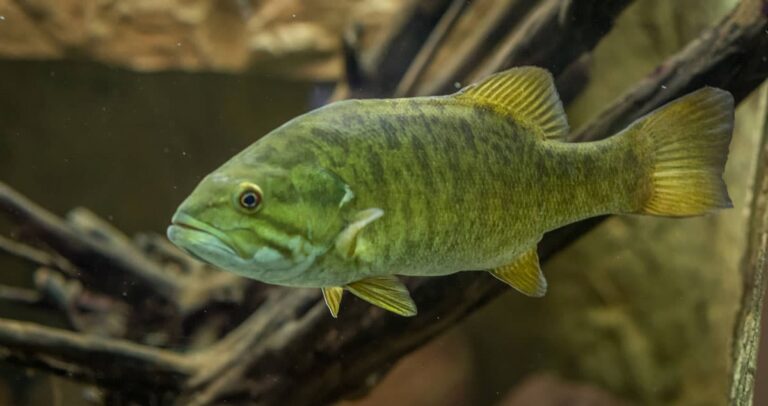 Smallmouth bass in a fish tank.