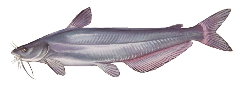 Illustration of a blue catfish.