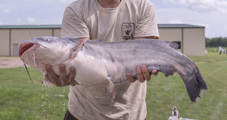 A U.S. Fish and Wildlife Service employee holding a big blue catfish.