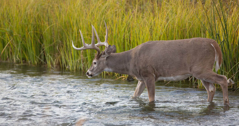 A large whitetail buck crossing a creek.