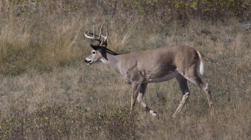 Whitetail buck crossing a grassy field.