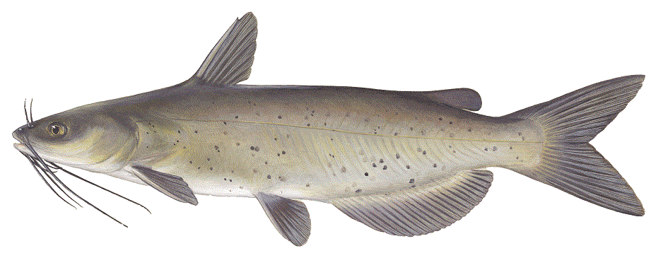 Illustration of a channel catfish.