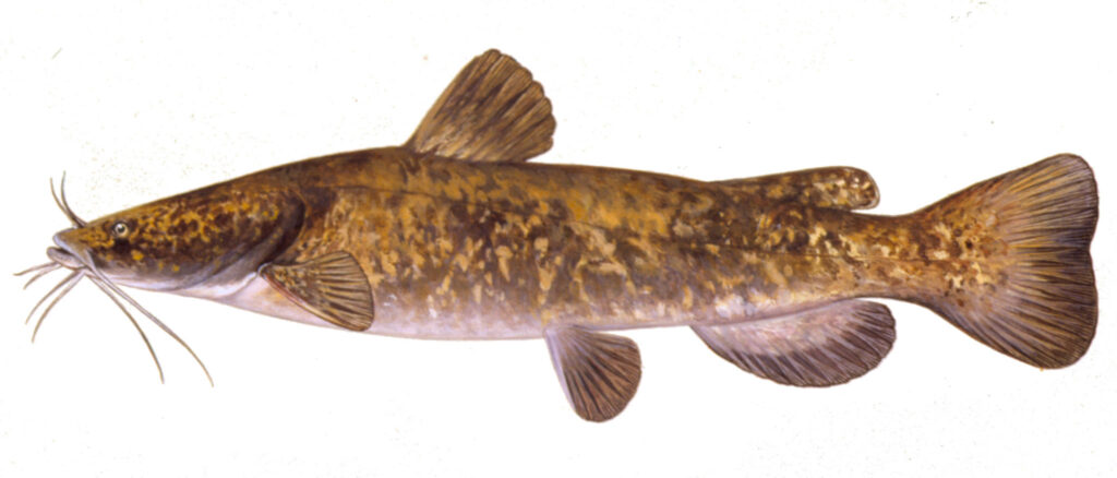 Illustration of a flathead catfish.