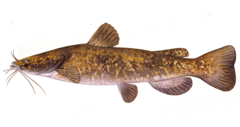 Illustration of a flathead catfish.