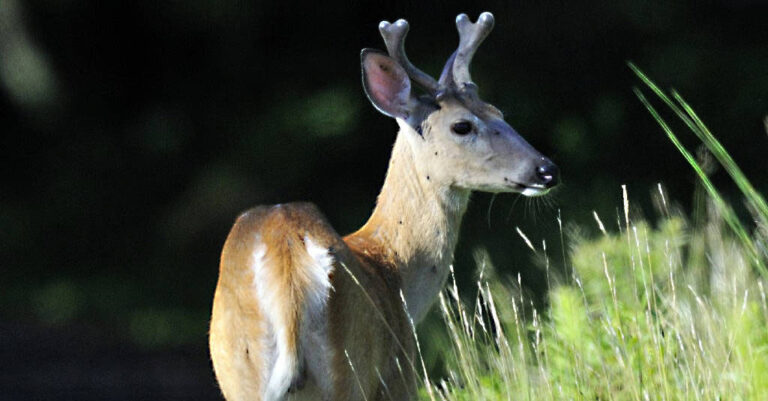 It’s Time to Stop Worrying About Deer Genetics