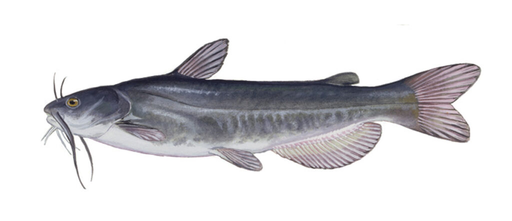 Illustration of a white catfish.