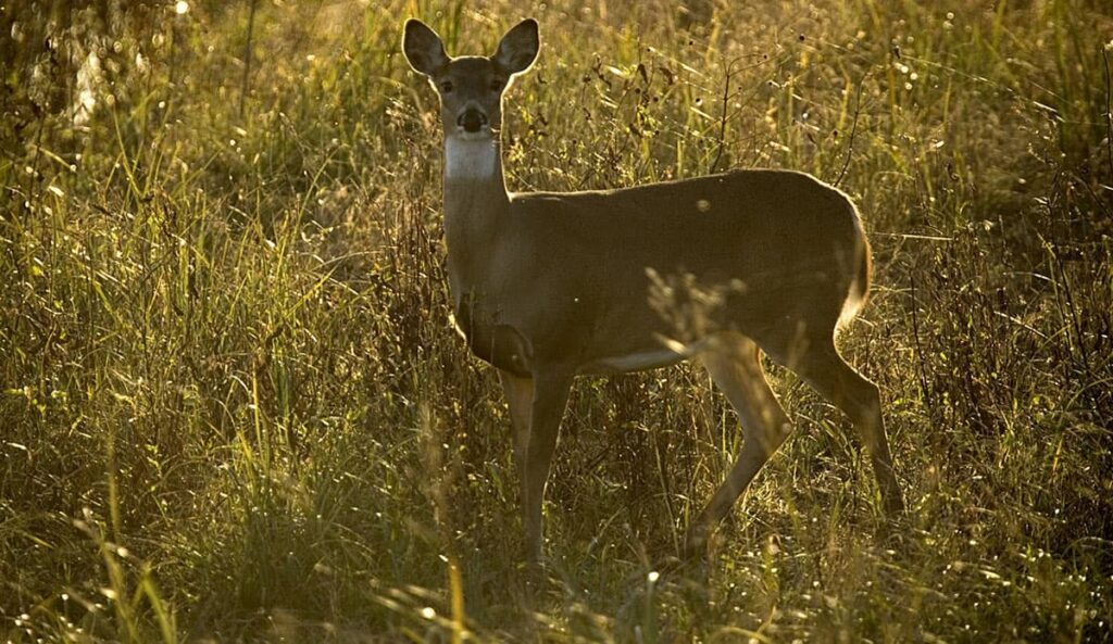 White-tailed doe standing in a field.