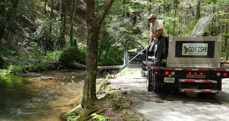 Georgia DNR fisheries truck stocking trout in a stream.