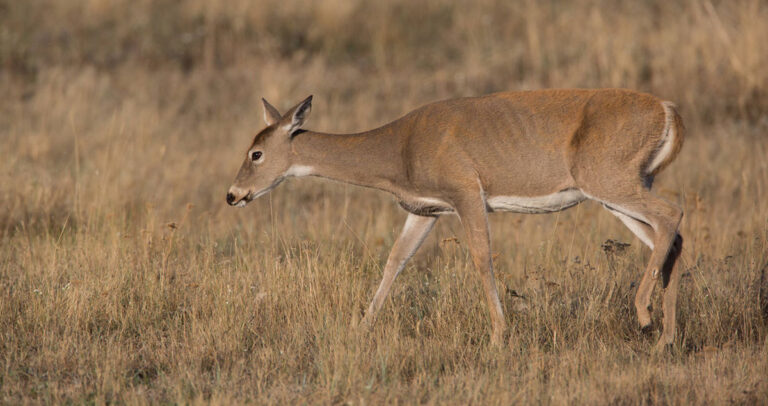 A white-tailed doe walking across an open field.