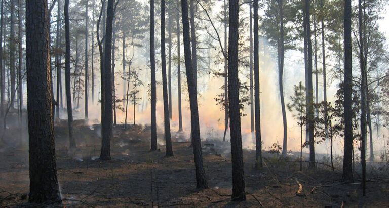 Fire burning through the pines.